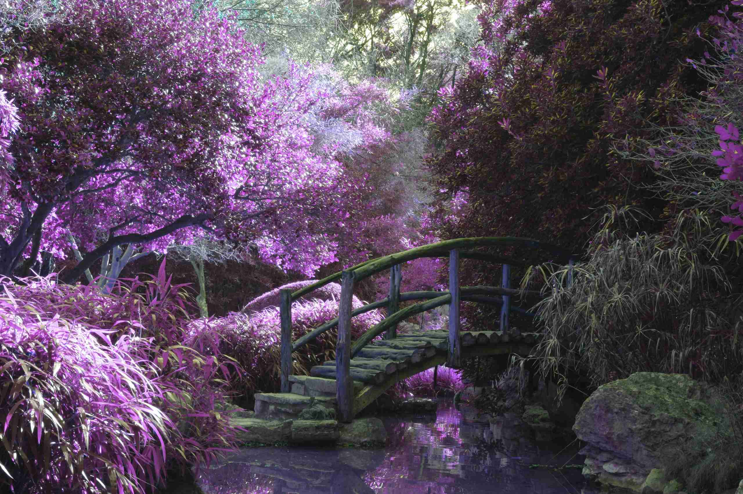 A serene, mystical garden with a wooden arched bridge over a gentle stream, surrounded by lush foliage in various shades of purple, invoking a dreamlike atmosphere.